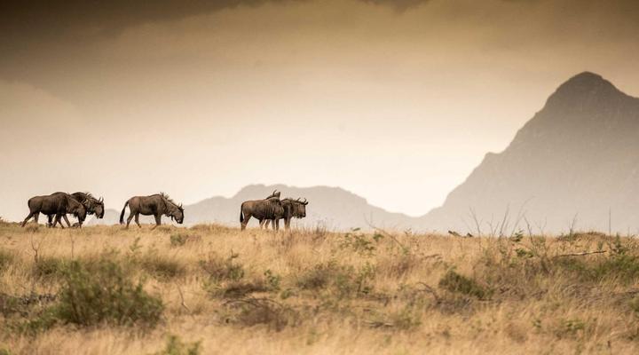 Gondwana Game Reserve