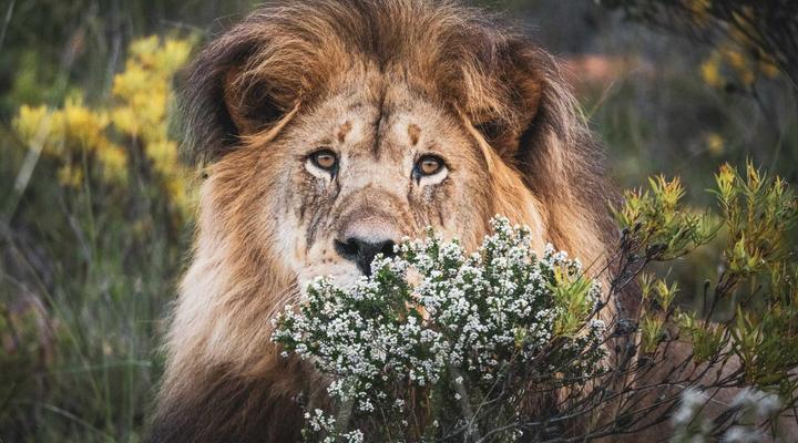 Gondwana Game Reserve