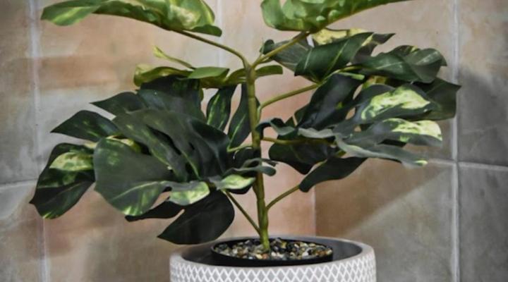 River Olive Estate Accommodation