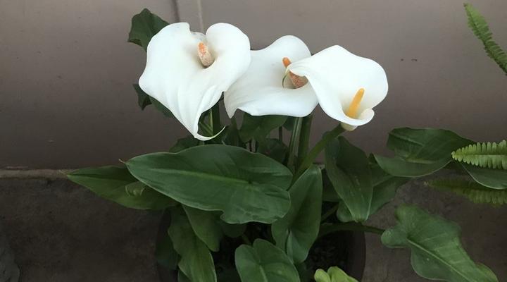 Spider Pig Guest House