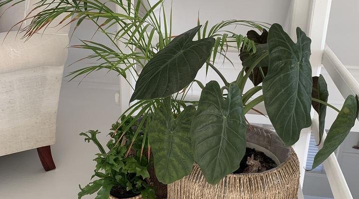 Sanderling Beach house