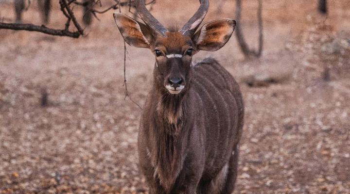 Minara Private Boutique Game Lodge