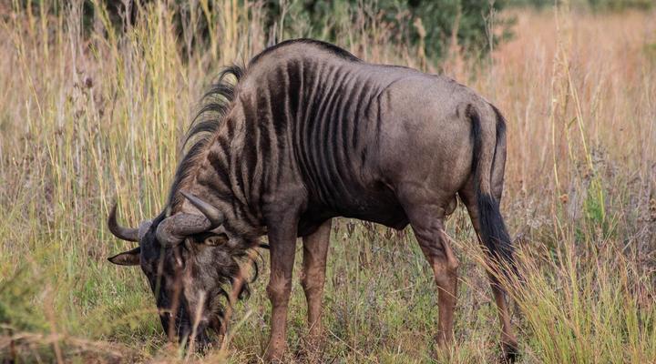 Minara Private Boutique Game Lodge