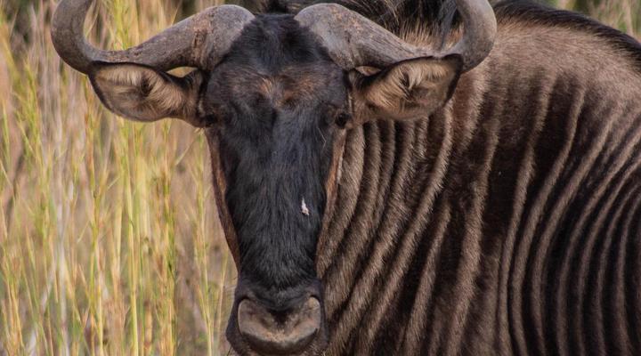 Minara Private Boutique Game Lodge