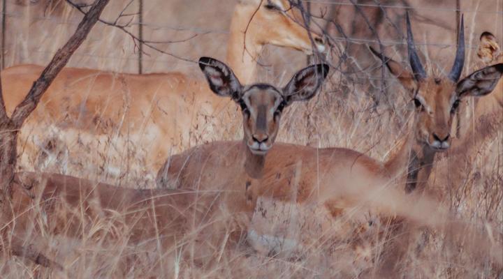 Minara Private Boutique Game Lodge