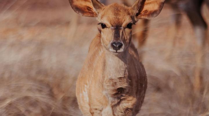 Minara Private Boutique Game Lodge