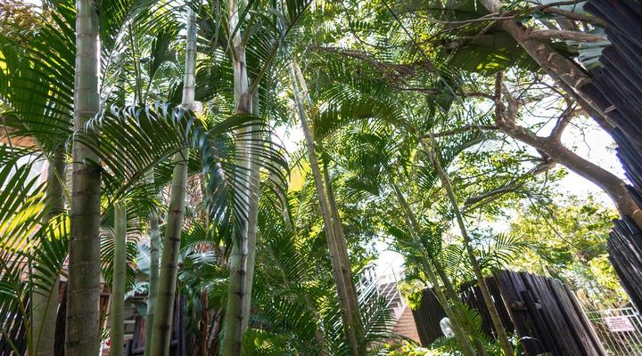 Little Eden St Lucia