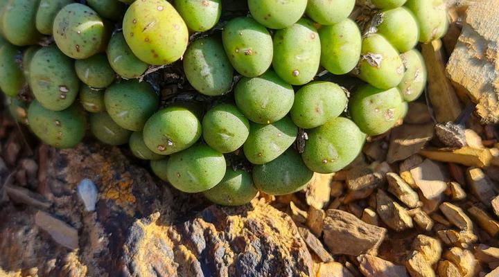 Lankverwacht Guestfarm and Camping