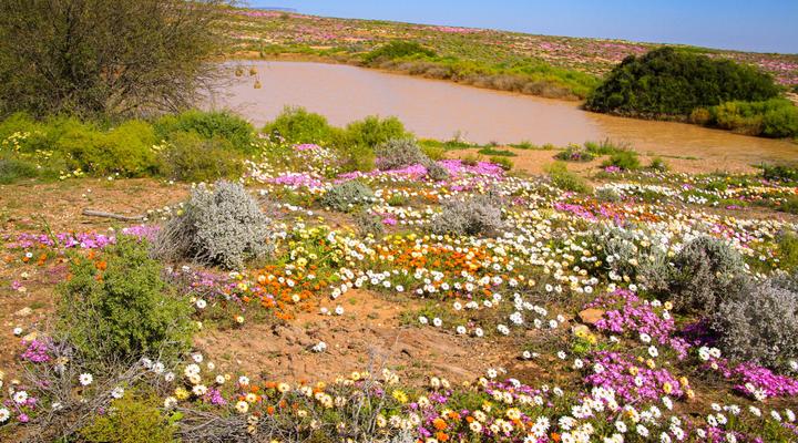 Lankverwacht Guestfarm and Camping
