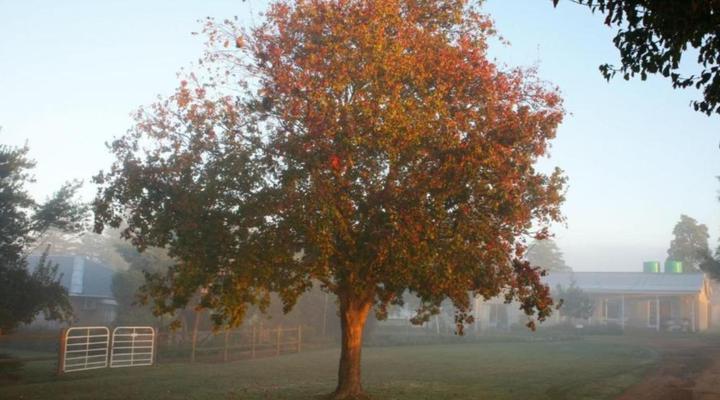 Sneezewood Farm B&B and Self-Catering Cottage