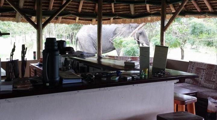 Bwana Tembo Safari Camp