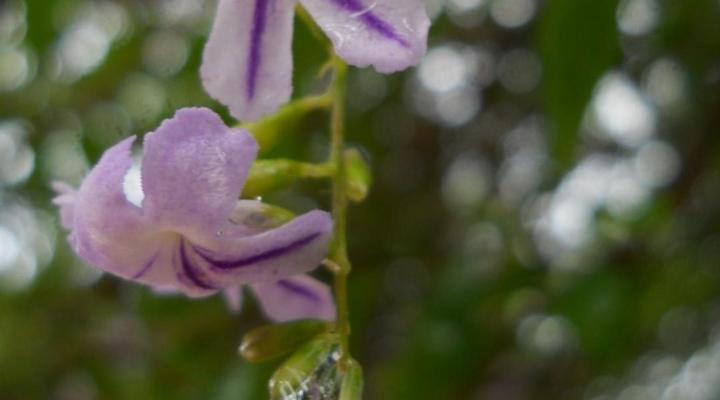 Glendower View Guest House