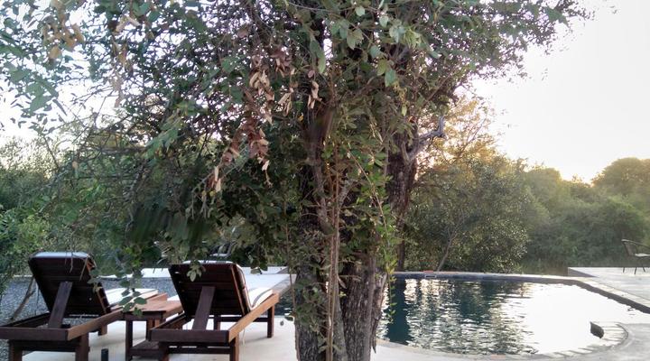 Leadwood Tree Safari Lodge