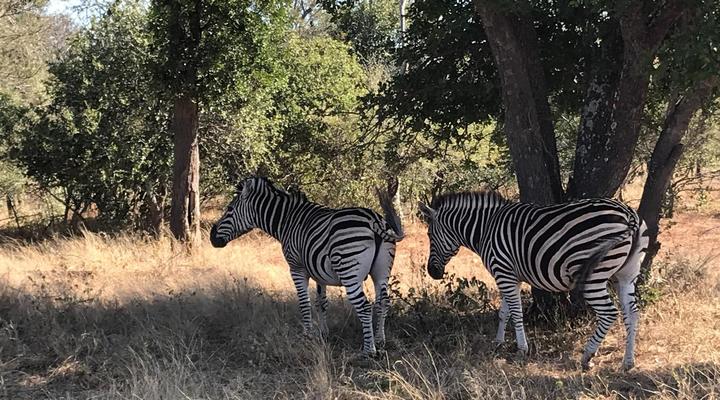 Leadwood Tree Safari Lodge
