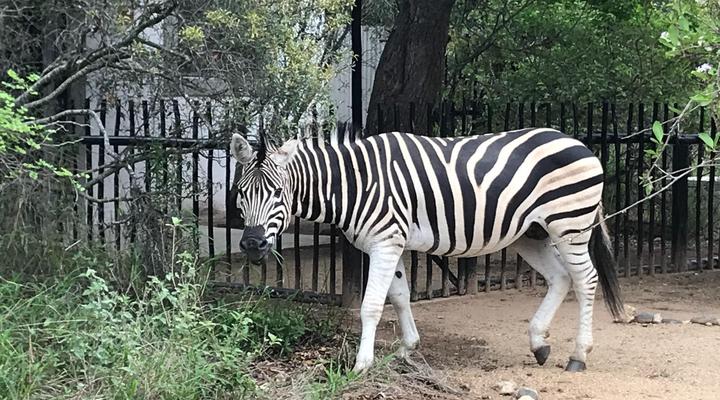 Leadwood Tree Safari Lodge