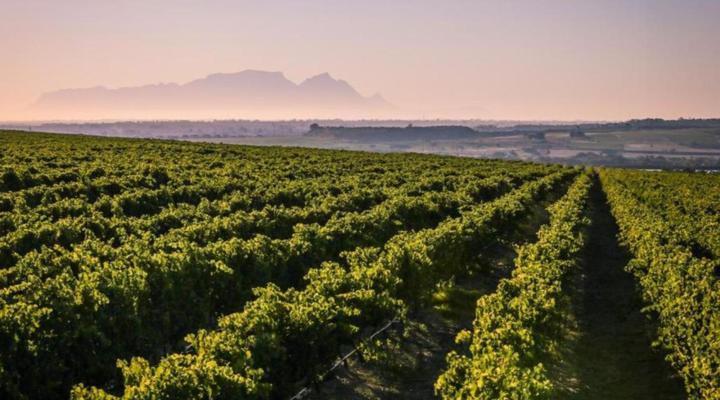 Lyngrove Wines and Guest House