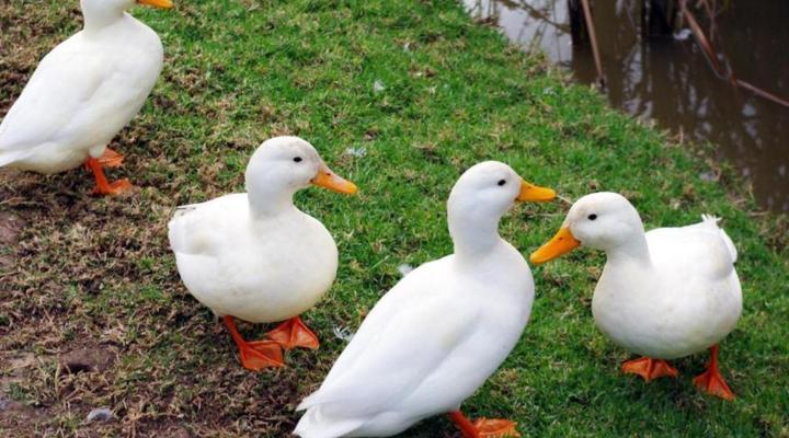 Lyngrove Wines and Guest House