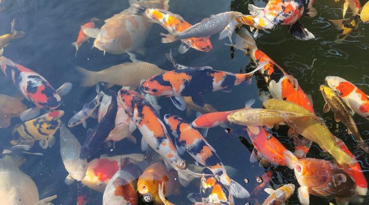 DeVosRus Guesthouse (No Loadshedding)Selfcatering