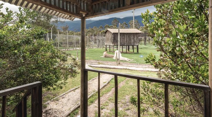 Tenikwa Lion Cabins
