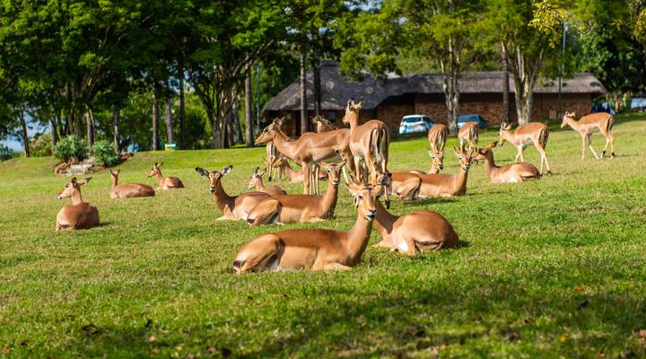 Kruger Park Lodge Unit No. 239