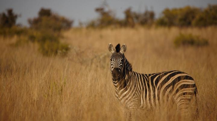 Horizon Savannah Chalets