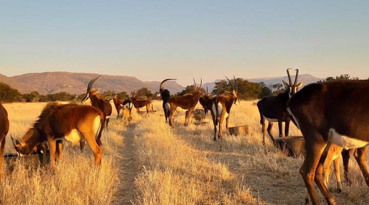 Rietfontein Lodge & Safaris