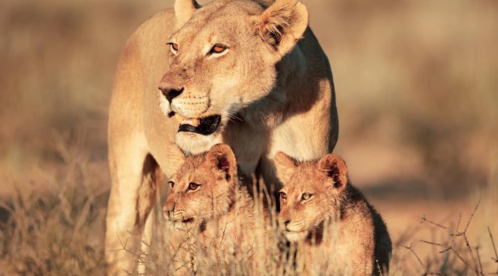 The Leadwood Safari Camp