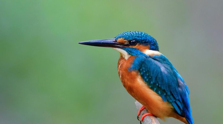 The Leadwood Safari Camp