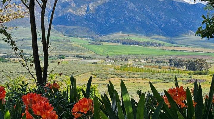 Paradise in the Winelands