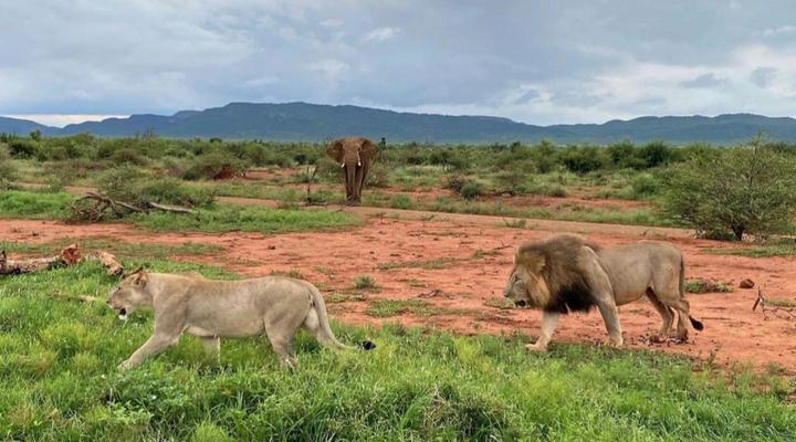 Motswiri Private Safari Lodge