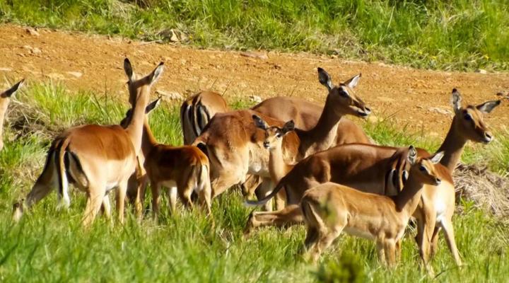 Thatchings Guest House and Conference Venue