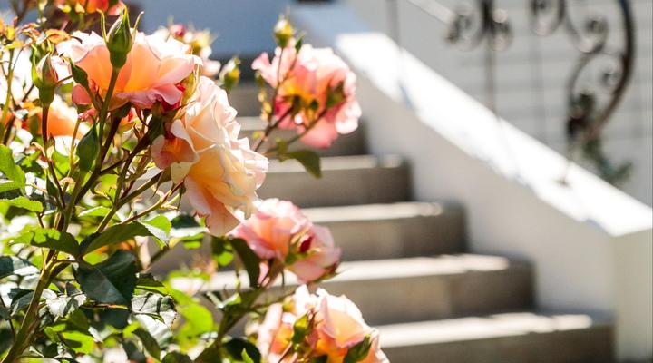 Hillingdale on Alexandra