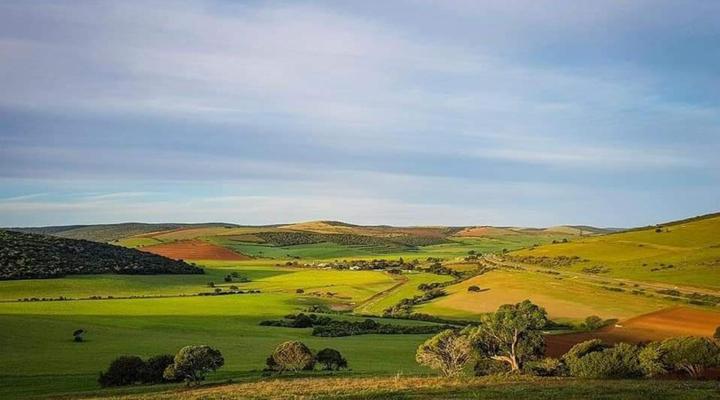 The Green Tree Cottages