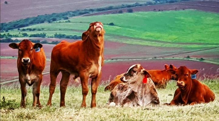 The Green Tree Cottages