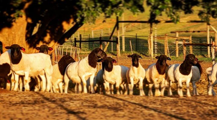The Green Tree Cottages