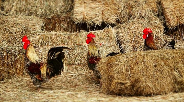 The Green Tree Cottages