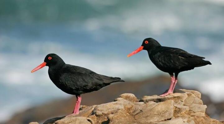 Tobie, Sea and Mountain Views