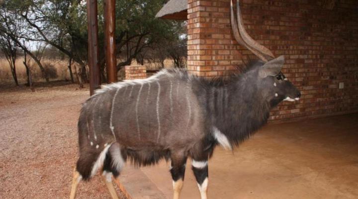 Makhato 84 Bush Lodge