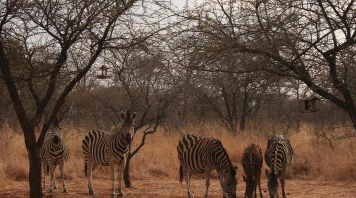 Makhato 84 Bush Lodge