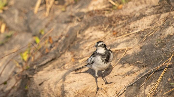 Zambezi King Fisher Lodge