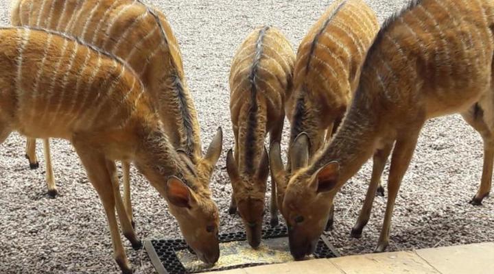 Makhato 84 Bush Lodge