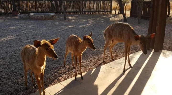 Makhato 84 Bush Lodge