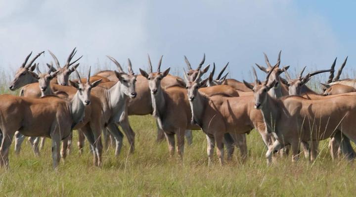 ZuluWaters Game Reserve