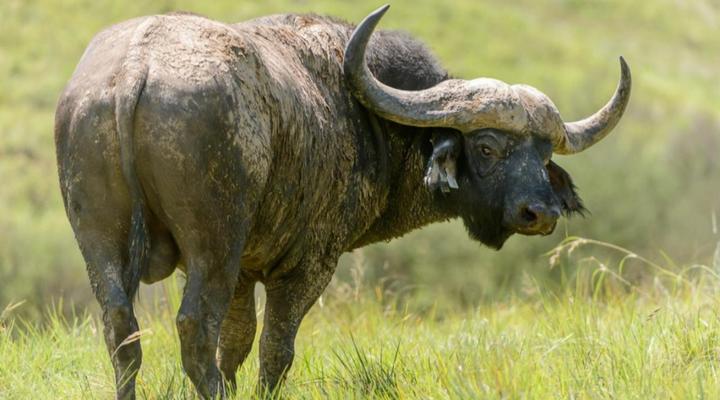 ZuluWaters Game Reserve