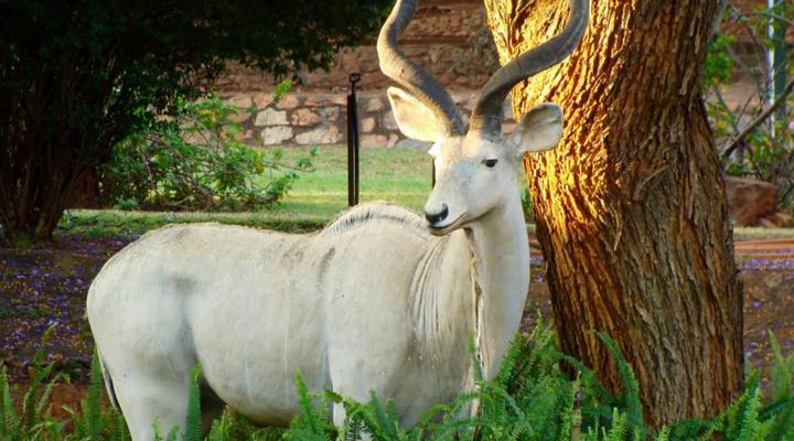 Kettle Guest Lodge Rustenburg