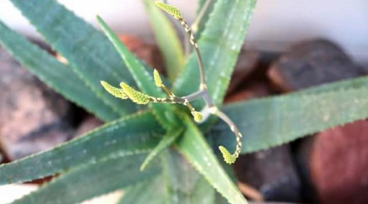 Alucarni Guest House