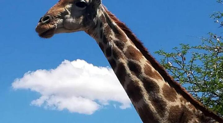 Sun Karros Daan Viljoen