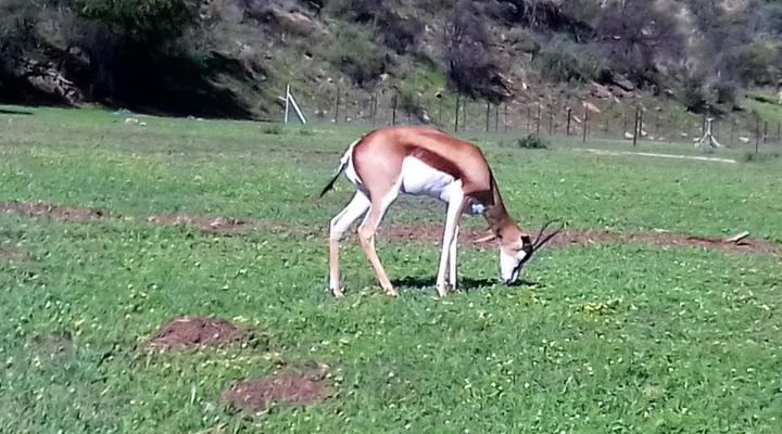 Sun Karros Daan Viljoen