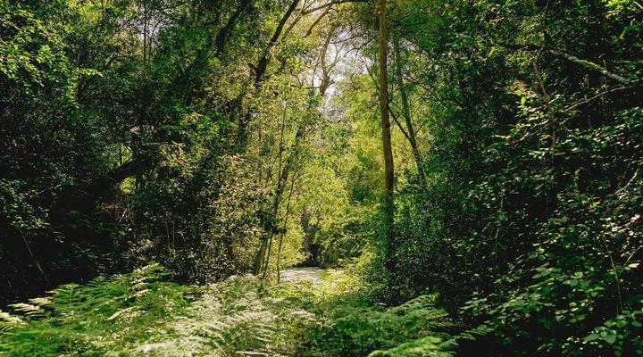 Fernhill Tented Treehouses