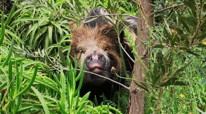 Fernhill Tented Treehouses